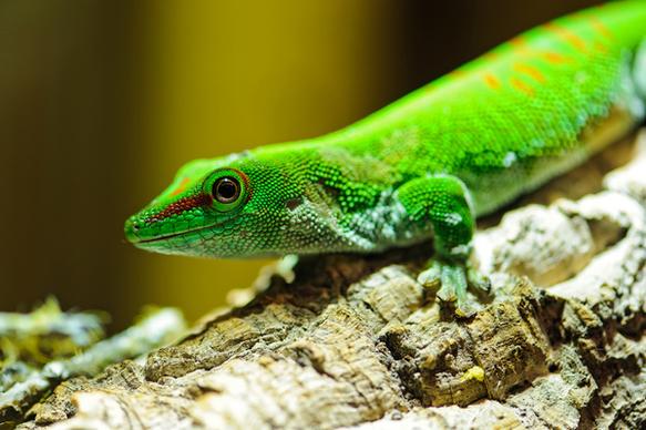 madagascar green gecko