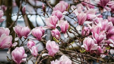magnolia blossom backdrop picture elegant realistic