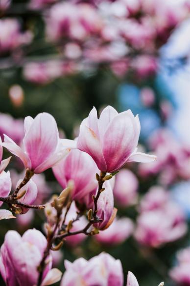 Magnolia blossom scene backdrop closeup blurred