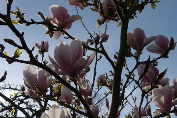 magnolia bush flowers