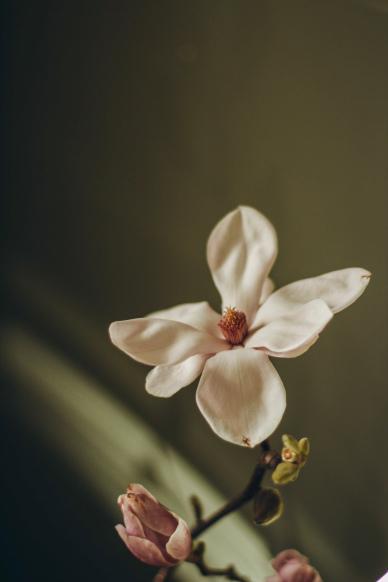 magnolia flora backdrop picture classical closeup
