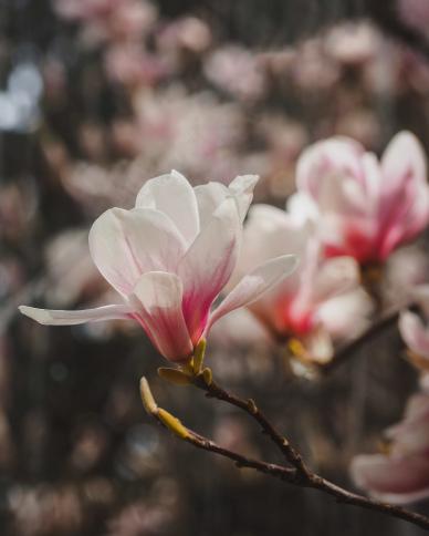magnolia flora backdrop picture classical contrast closeup