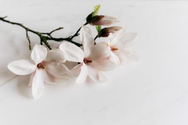 magnolia flora branch backdrop elegant bright 