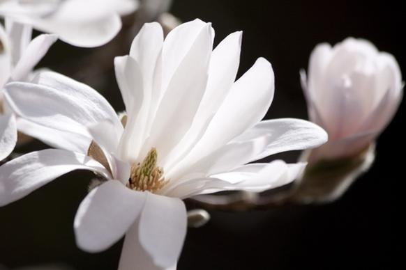 magnolia flower bush