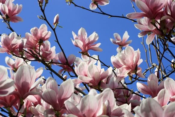 magnolia flower tree