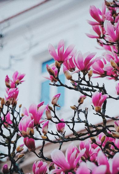 magnolia houseplant picture elegant blooming scene