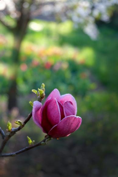 magnolia petal backdrop picture contrast closeup scene