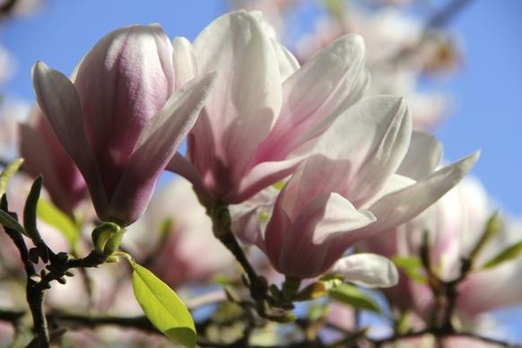 magnolia tulip magnolia flowers