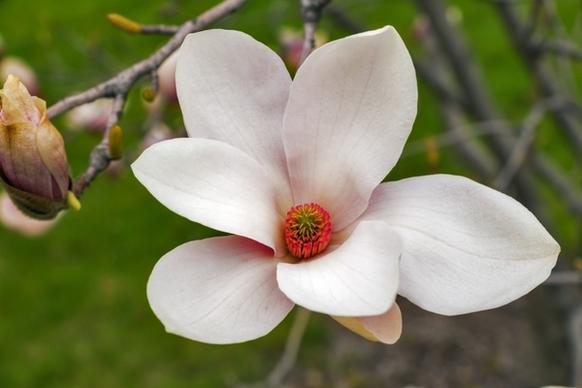 magnolia wood floral