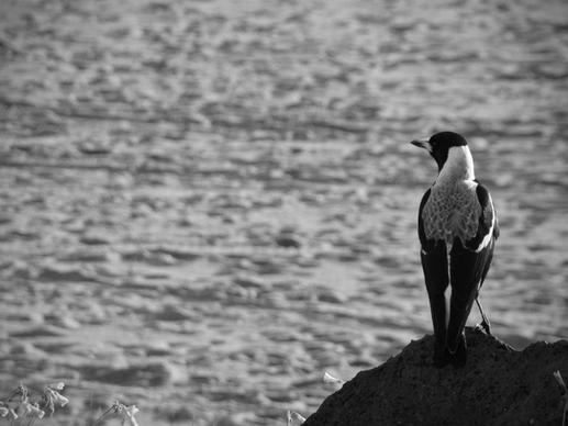 magpie by the