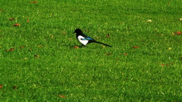 magpie on grass