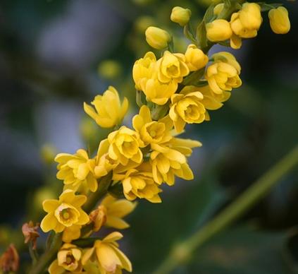mahonia flowers yellow blossoms oregon grape holly