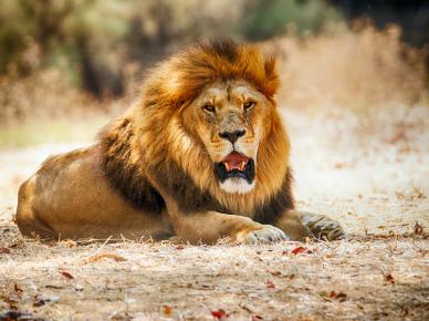 male lion picture dynamic roaring