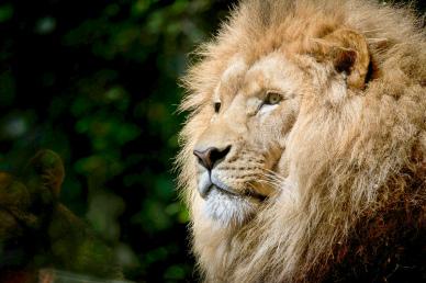 male lion picture elegant face closeup