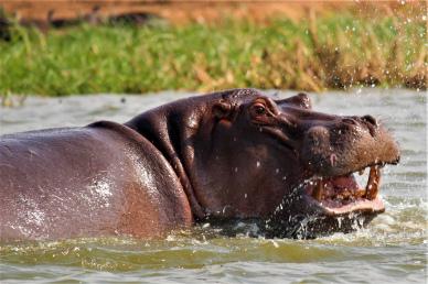 mammal animal picture dynamic hippo bathing scene