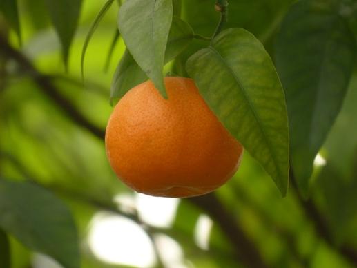 mandarin fruit tree
