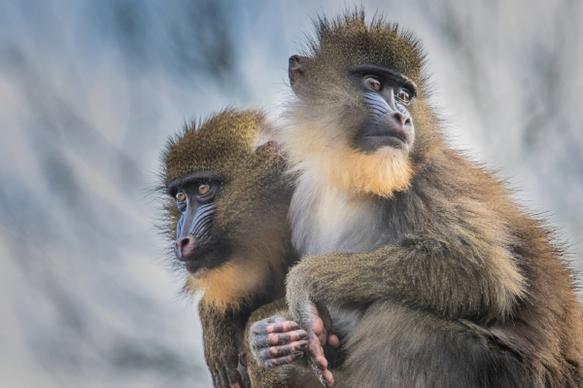 closeup of cute primate family
