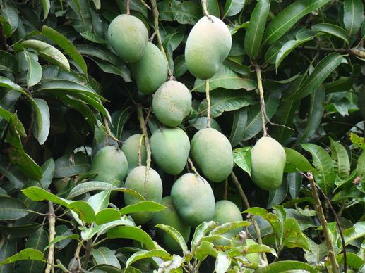 mango fruits quotmangifera indicaquot