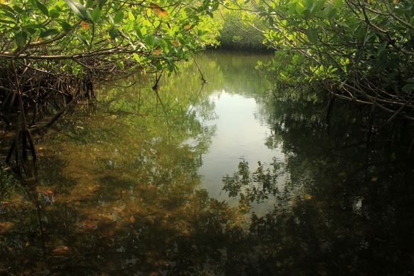 mangrove creek at key largo florida