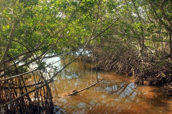 mangrove stream at long key state park florida