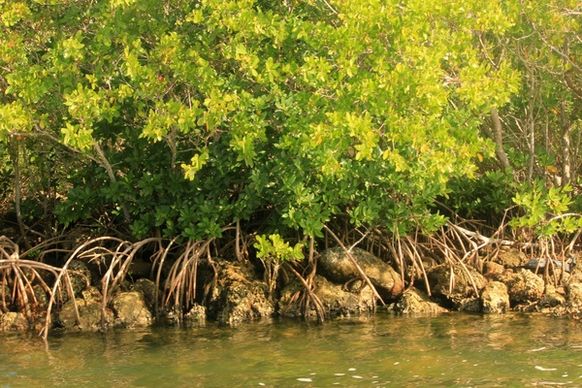 mangroves at biscayne national park florida