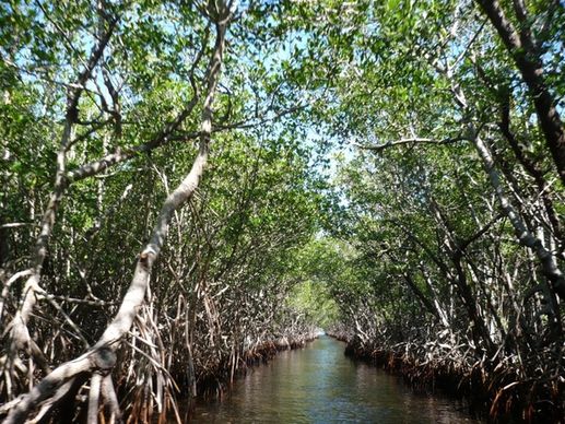 mangroves everglades bogs