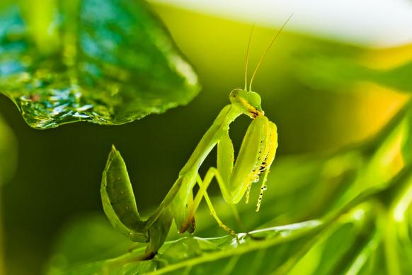 mantis animal picture bright green elegance