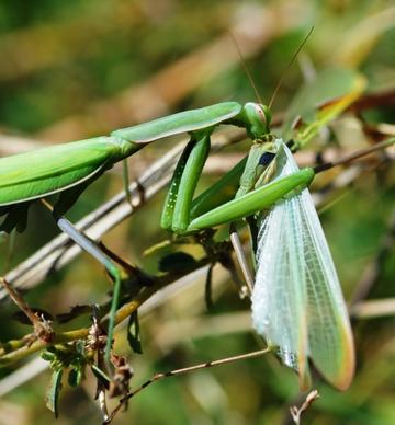 mantis green insect
