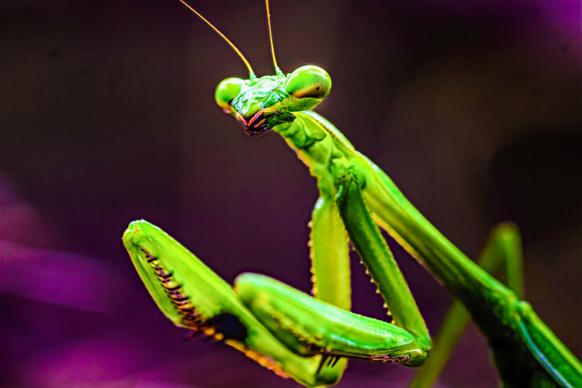 mantis insect picture elegant closeup 