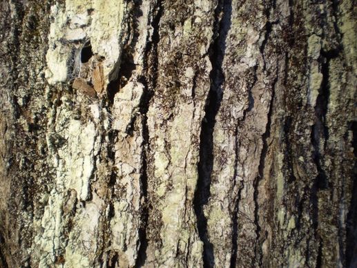 maple bark