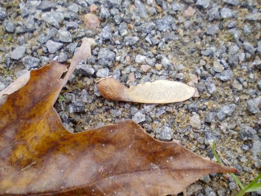 maple leaf and seed