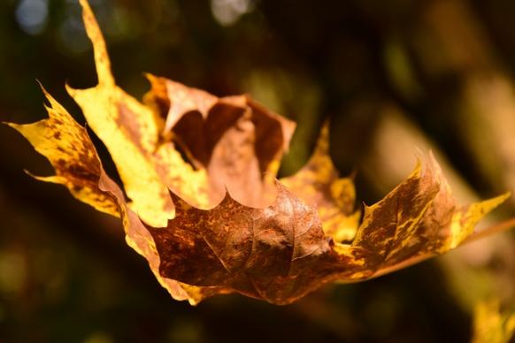 closeup of falling brown dried leaf