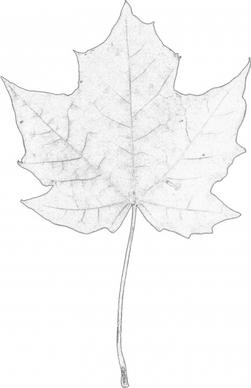 maple leaf digital sketch