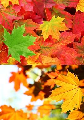 maple leaves in autumn ye gaoqing picture 2p