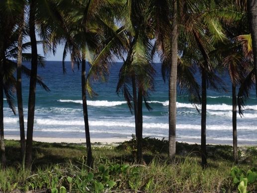 mar coconut trees costa
