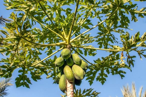 margarita island papaya tree