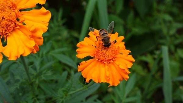marigold bee insect