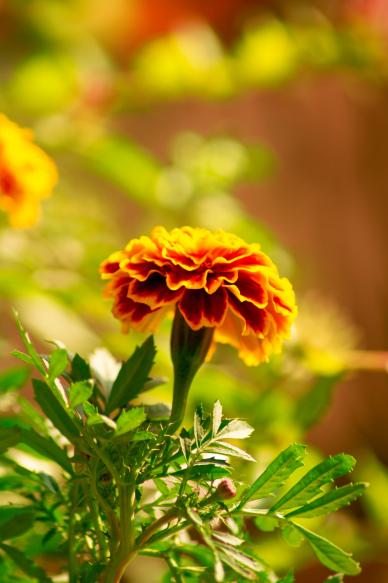 marigold flower backdrop blurred closeup