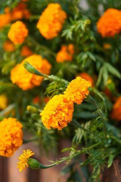 Marigold flowers backdrop elegant blossom closeup scene