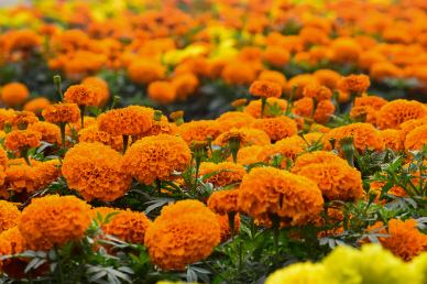marigold garden picture elegant realistic