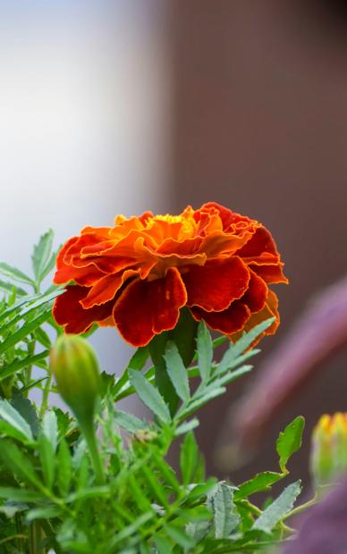 marigold petal backdrop elegant closeup