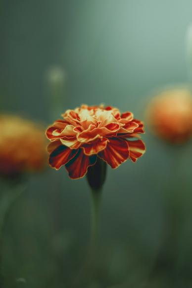 Marigold petal backdrop picture elegant blurred closeup