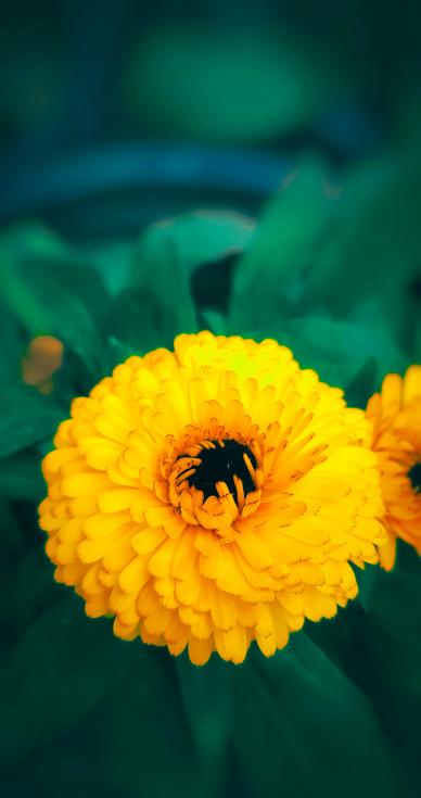 marigold petal picture elegant closeup