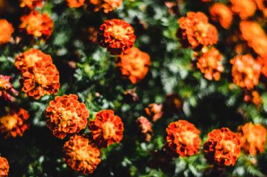 marigold plantation picture blurred contrast