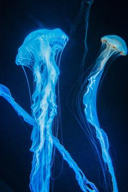 marine scene picture contrast jellyfish swimming 