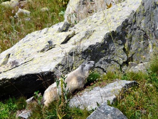 marmot rocks rodents
