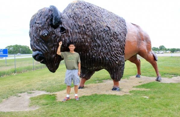 me taming the alpha bison in the black hills south dakota
