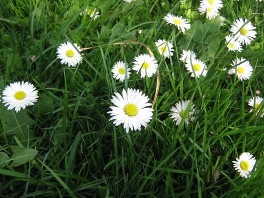 meadow flower daisy