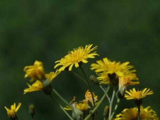 meadows dubius tragopogon pratensis flower