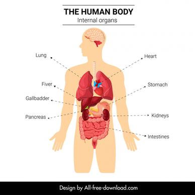medical education design elements flat body internal organs sketch